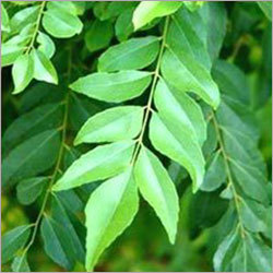 Curry Leaves