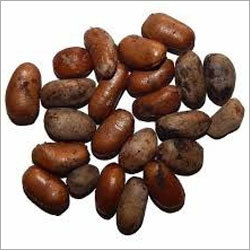 Calabash Nutmeg