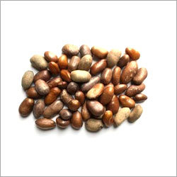 Calabash Nutmeg Herbal Seeds