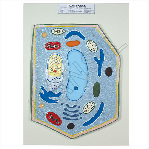 Plant Cell Board Model