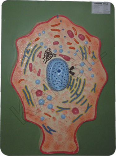 Animal Cell Model