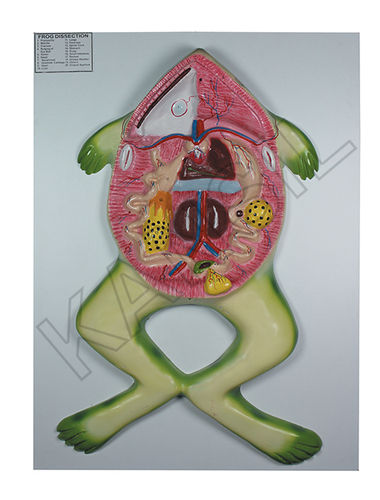 Frog Dissection Model