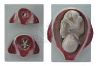 Devlopment of Fetus-Embryo Model