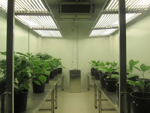 White Modular Cold Room For Plant Growth