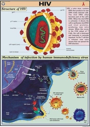 HIV Chart