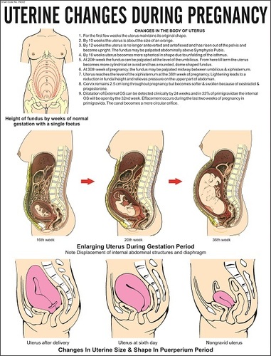 Uterine Changes in Pregnancy Chart
