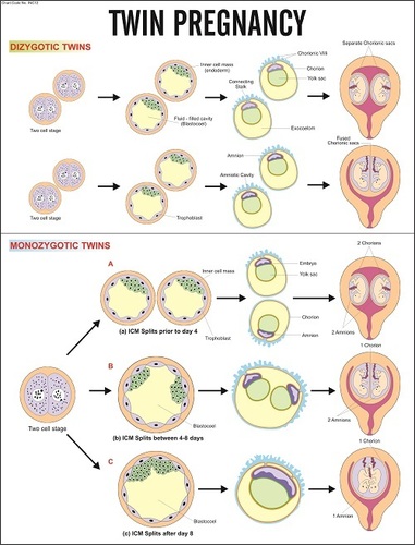 Twin Pregnancy Chart