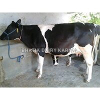 HF Cows Supplier in karnal