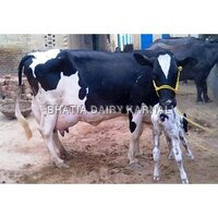 HF cows Supplier in haryana
