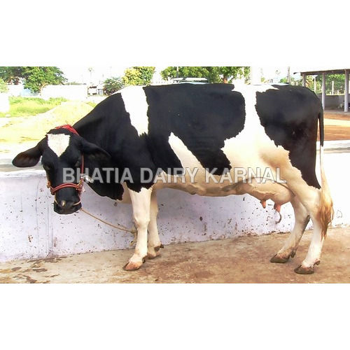 Black & White Hf Cows Supplier In India