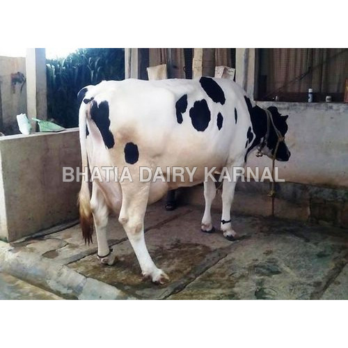 Black & White Hf Cows Trader In Haryana