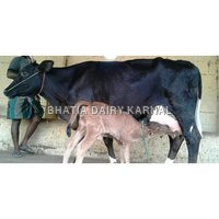 HF cows Trader in karnal