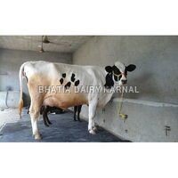 HF cows Traders in karnal