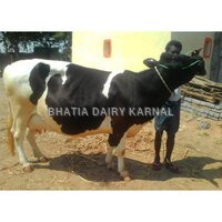 HF cows for sale in karnal