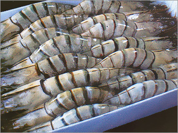 Frozen Shrimp