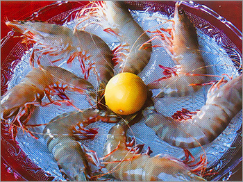 Whole Shrimp