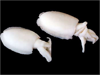 Frozen Cuttlefish Whole Cleaned IQF