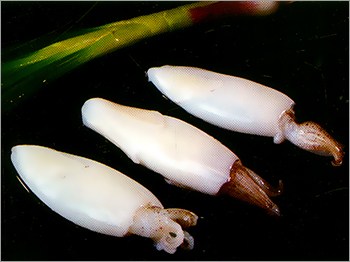 Cleaned Squid