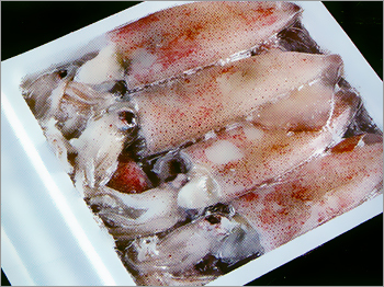 Squid Tray Pack