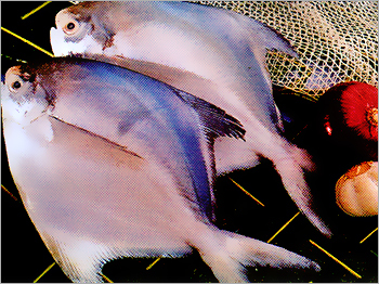 Marine Pomfret Fish