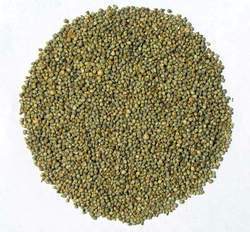 Green Bajra