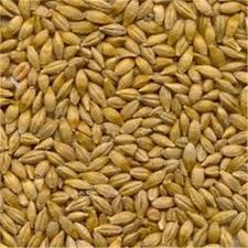 Barley Animal Feed