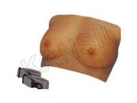 Breast Examination Model
