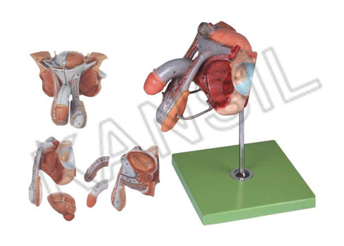 Male Genital Organs Model