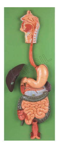 Digestive System Model