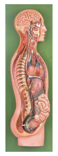 Sympathetic Nervous System Model