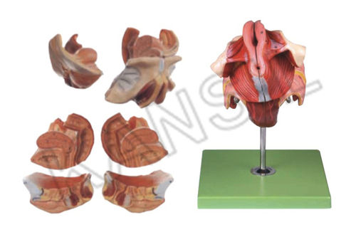 Female Genital Organs Model