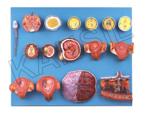 Human Fertilization And Early Embryogeny Model