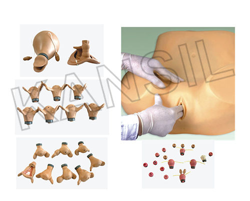 Advanced Gynecological Training Simulator Model