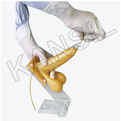 Male Condom Model