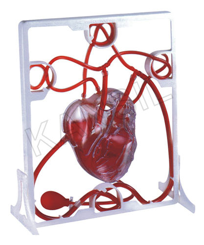 Pumping Heart Model