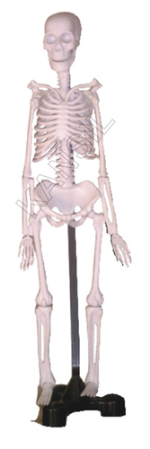 Mini Skeleton Model