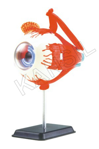 Eyeball Anatomy Model