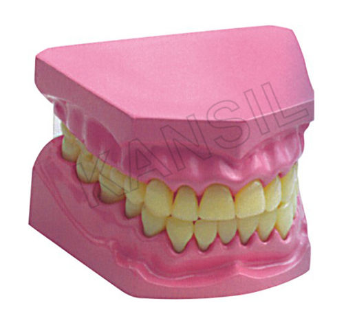 Dental Model Small