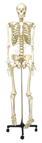 Human Skeleton Model