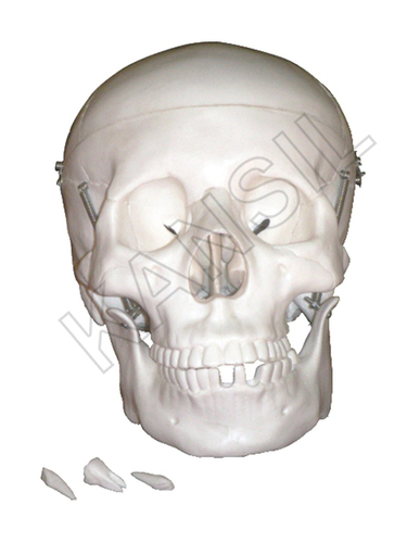 Life Size Skull Model