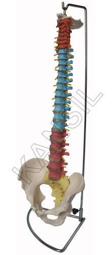 Didactic Flexible Vertebral Column with Pelvis