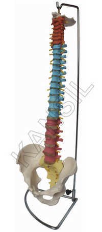Didactic Flexible Vertebral Column with Pelvis