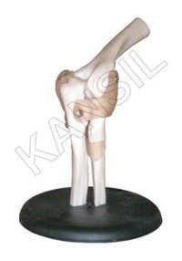 Elbow Joint Model