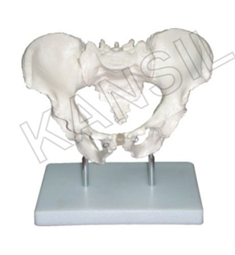 Adult Male Pelvis Model