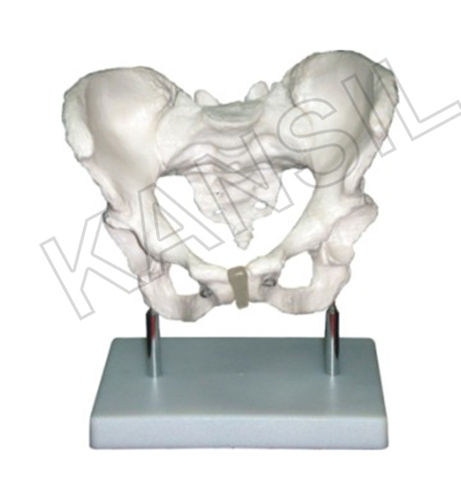 Adult Female Pelvis Model