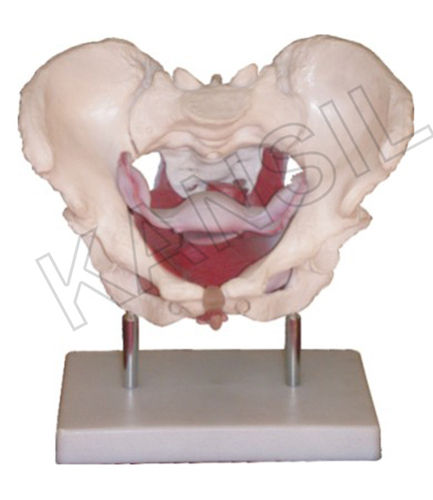 Female Pelvic Muscles And Organs Model