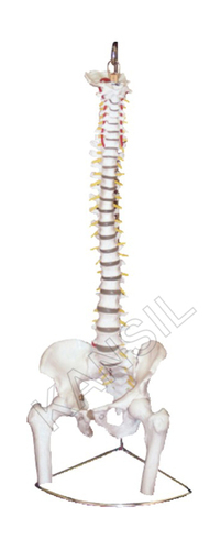 Vertebral with pelvis & femur heads Model