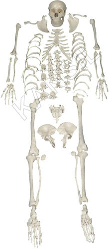 Disarticulated Skeleton Model