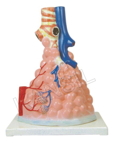 Pulmonary Alveoli Model Magnified Model By N. C. KANSIL & SONS