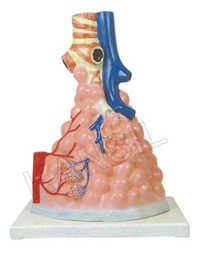 Pulmonary Alveoli Model Magnified Model
